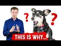 Why is Xylitol Bad for Dogs