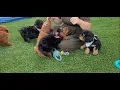 CAVAPOO Puppies Available for adoption Today