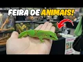 Download Lagu Dentro da MAIOR FEIRA de Animais: Répteis, Aves e Cachorros!