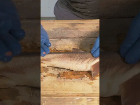 Shark: The Crucial Woodworking Tool?