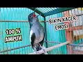 Download Lagu BIKIN KACER EMOSI SEKETIKA NYAUT !! PANCINGAN KACER BETINA GACOR MEMANCING JANTAN AGAR BUNYI