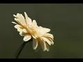 Johann Sebastian Bach : Sonata for Violin & Keyboard No. 4 in C Minor, BWV 1017 (1)