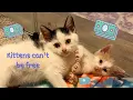 Why There s No Such Thing as a Free Kitten adopt from a rescue instead of getting one for free