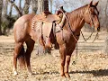 Lost Creek Flyer - 2022 Triangle Horse Sale