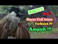 Download Lagu mp3 - kutilang gacor full isian - cocok buat masteran kutilang bahan