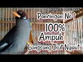 Download Lagu SUARA BURUNG POKSAY MANDARIN ll Cocok Buat Pikat Pancingan Ampuh, Terbukti,Karo Suara Burung