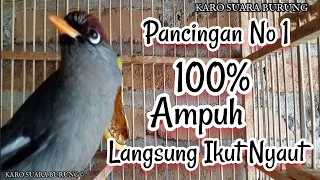 Download SUARA BURUNG POKSAY MANDARIN ll Cocok Buat Pikat Pancingan Ampuh, Terbukti,Karo Suara Burung MP3