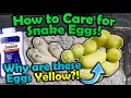 Snake Egg Update