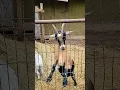 Download Lagu mocha and gnomie #goatlife #shorts