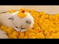 Tiny Kittens Take Their First Bath