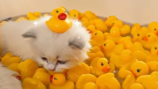tiny kittens take their first bath 