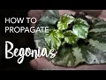 Download Lagu How to Propagate Begonias from leaves and stem cuttings