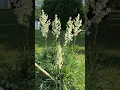 Download Lagu Yucca blooming
