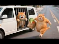 Download Lagu Brave Mama Cat Rescues Kitten From Animal Catcher Vehicle #cat #cutecat