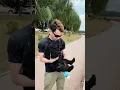 Download Lagu 🐶✅Dog video - Puppy Video ^ Cute Puppy 🩷 #puppy #dogcare #dog #perros #puppyhood #puppylife