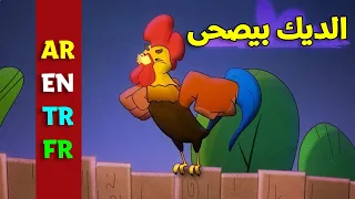الديك بيصحى باللغات الأربع العربية الإنجليزية التركية الفرنسية طيور بيبي Toyor Baby  الديك بيصحى باللغات الأربع العربية الإنجليزية التركية الفرنسية طيور بيبي Toyor Baby