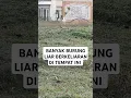 Download Lagu BANYAK BURUNG LIAR BERKELIARAN DI TEMPAT INI #viralvideo #burungkicaudialamliar