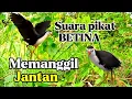 Download Lagu SUARA PIKAT BURUNG RUAK RUAK BETINA MEMANGGIL JANTAN AMPUH 