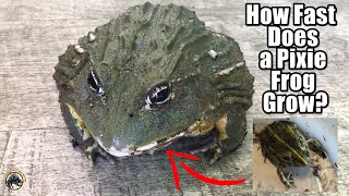 Just How Fast Does a Baby Pixie Frog Grow Up into a Huge MONSTER Frog