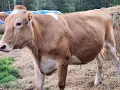 Download Lagu The Farmhouse. Mesa Pregnant? Heavy rain. Garden harvest. Festus the steer. Farmhouse Cooking.