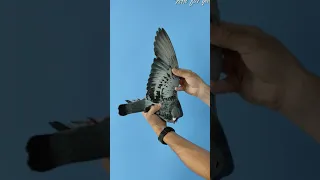               دندنها