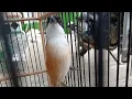 Download Lagu cendet gacor menirukan suara ayam,bebek,tokek,burung trucuk,burung murai batu