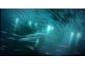 Introduction to Evolution