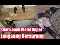 Download Lagu Suara Anak Walet Super || Suara Inap Anak Walet Terbaik dari Alam