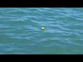 Download Lagu Mancing Di Pinggir Pantai Umpan Udang Hidup Dapet Anakan GT