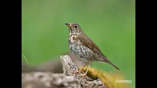 صوت السمن دمج جديد للصيد٠ لا تنسى الاشتراك بالقناة اصوات صيد عصفور Birds Hunting Birdsounds 