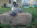 Mother bird accidently knocks baby off branch while landing