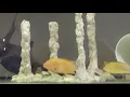 Electric Yellow Cichlids Spawning 01