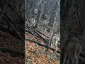 Lagu #whitetaildeer #woods #family #baby #mother #awi #animals #december #babyanimals #wildlife