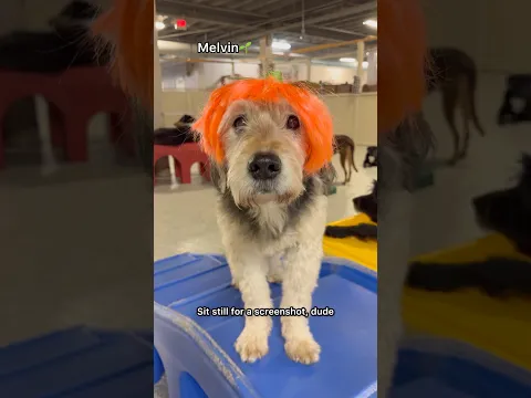 POV: You bring a Pumpkin Wig to dog daycare!