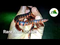 We Found a BABY Eastern Mud Snake in NC