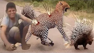 ما فعله هذا اليافعي لن تجرو عن فعله الحيوانات المفترسه 