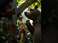 Lagu 🌳 Jungle Book – एपिसोड 3 | मोगली और शेर खान का डर | Hindi Animated Story