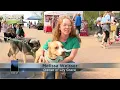Animal Allies has a paws-itevly fun time at annual animal walk