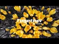 Download Lagu Ikson - Together - Free Background Music
