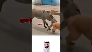 صبر طويلا على نباحهم لكن للصبر حدود فكانت العضة رد ا على الإهانة Youtubeshorts 