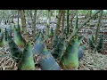 Download Lagu How to Grow Bamboo to Harvest Fast Bamboo Shoots - Easy and Effective - Agriculture Technology