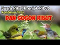 Lagu MP3  Prenjak Ribut Kombinasi Sirtu Ngekrek Dan Sogon Ribut