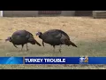 Wild Turkeys Showing No Fear, Plenty Of Attitude In N.J. Town