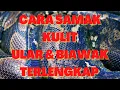 Download Lagu CARA MENYAMAK KULIT ULAR DAN BIAWAK TERLENGKAP