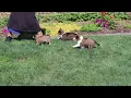 Shetland Sheepdog Puppies For Sale