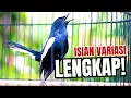 Download Lagu KACER DADA HITAM  FULL ISIAN, AMPUH BUAT MASTERAN DAN PANCINGAN