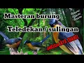Download Lagu Masteran suara pikatan burung teledekan gacor #teledekan #masteran #suara #pikat
