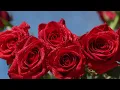 Teyana Taylor - Bed of Roses (SLOWED + REVERB)