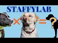 STAFFYLAB A Super Cute Staffy x Labrador Mix Breed