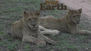 WildEarth - Sunset
